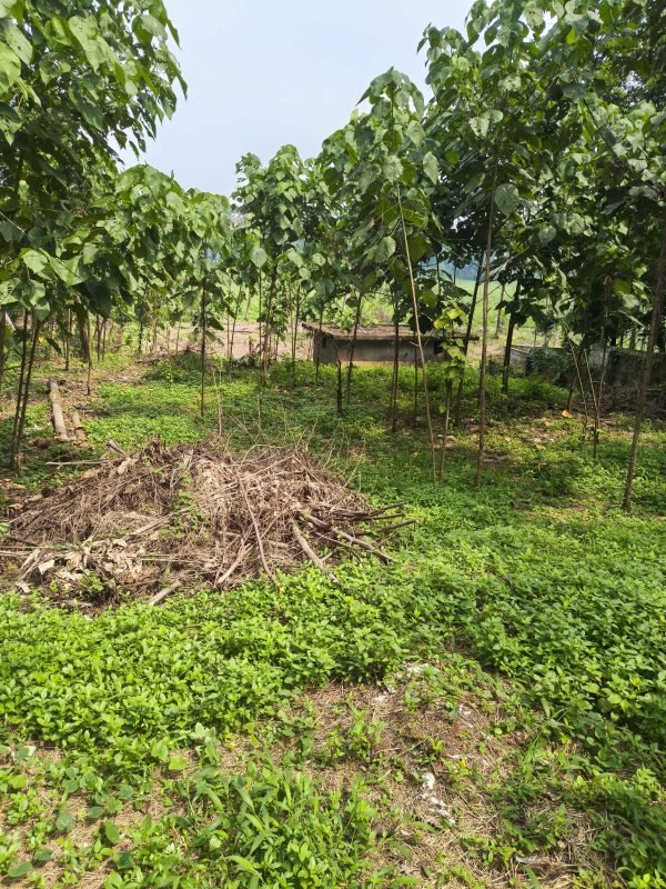 Residential Land for Sale in Marathu kavala, Perumbavoor, photo 2