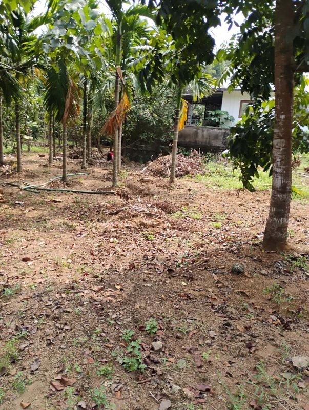Residential Land for Sale in Iringole, Perumbavoor, photo 3