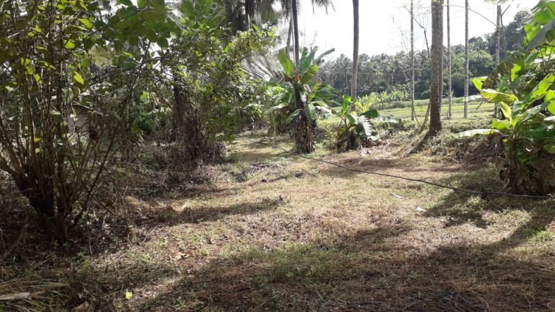Residential Land for Sale in Aripra, Perinthalmanna, photo 4